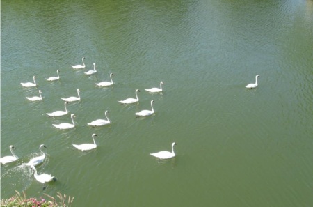 swans_in_Metz